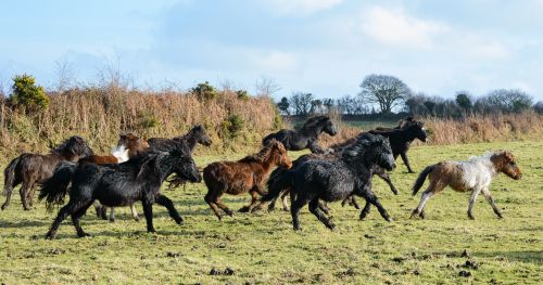 Learn about Dartmoor's Famous Semi-wild Pony Herds